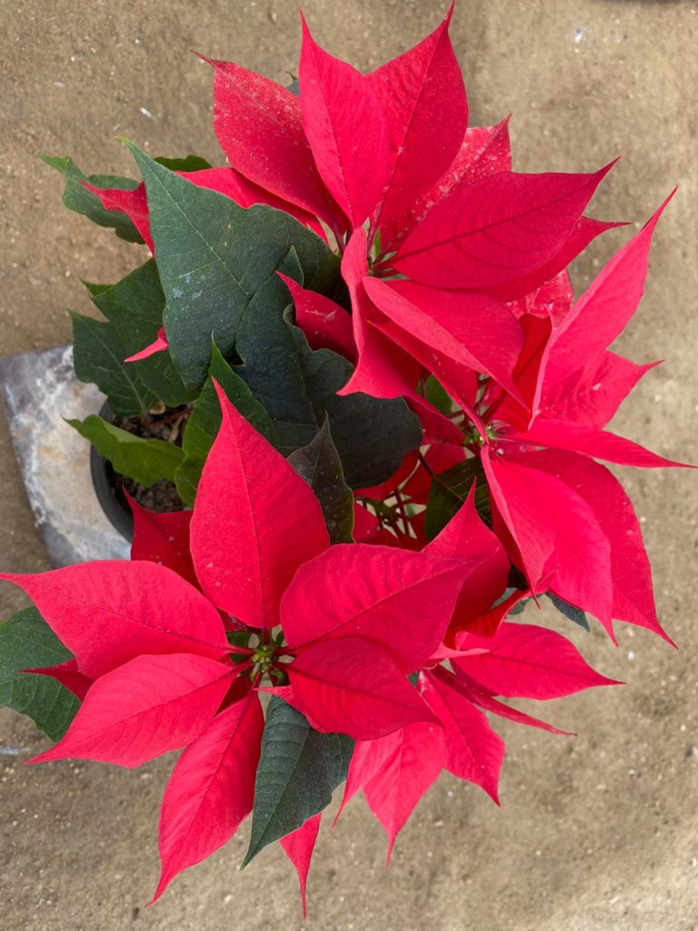 La leyenda de la flor de nochebuena. - Hola Carolina